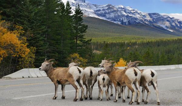  Kanada - Dwie strony Kanady